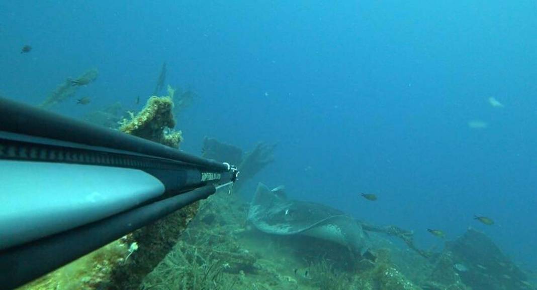 Dalışta, kuyruğu kesilip, halat bağlanmış vatozu görüntüledi 5